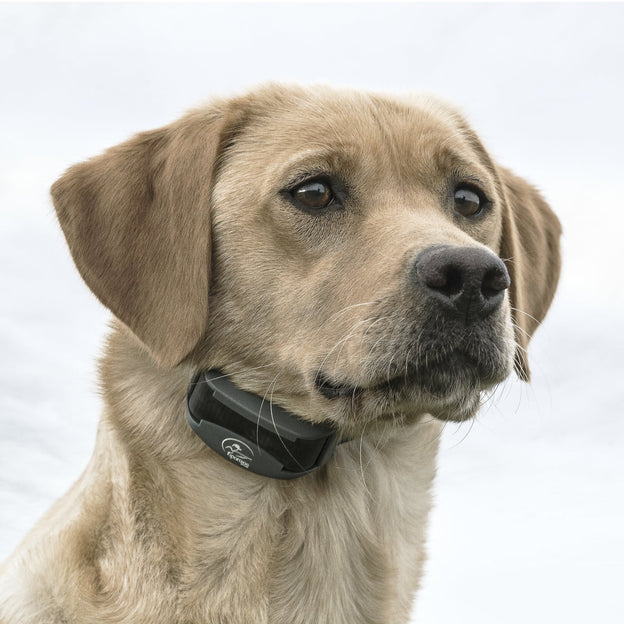 SportDOG SportTrainer® 425X