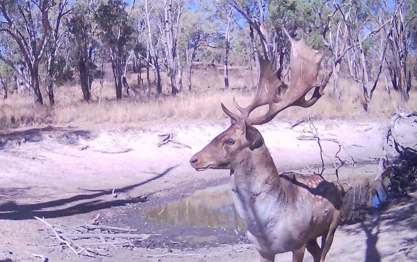 Ridgeline 4K Trail Camera