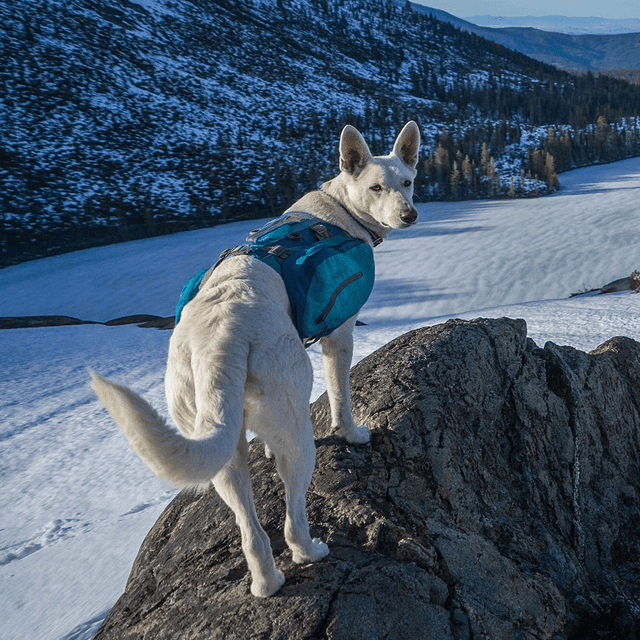 Kurgo Big Baxter Backpack Dog Harness in Coastal Blue