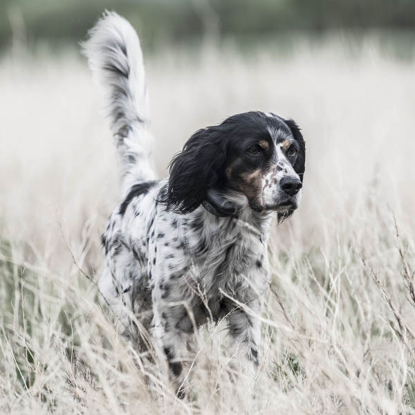 SportDOG SportTrainer® 1825X