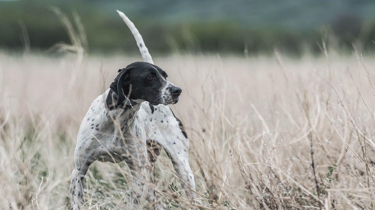 SportDOG SportTrainer® 425X