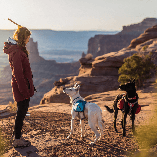 Kurgo Big Baxter Backpack Dog Harness in Coastal Blue