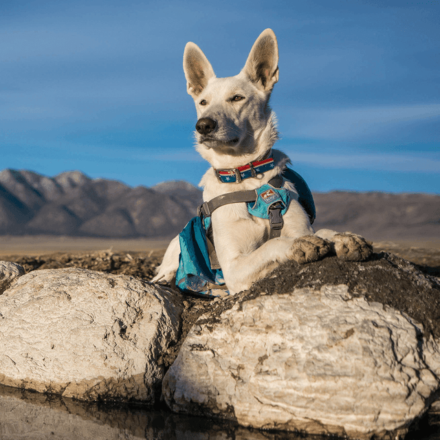 Kurgo Big Baxter Backpack Dog Harness in Coastal Blue